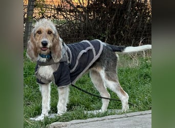 Elly - HAT  INTERESSENTEN- vorsictige Prinzessin sucht ihre erfahrenen Menschen mit Geduld und Liebe