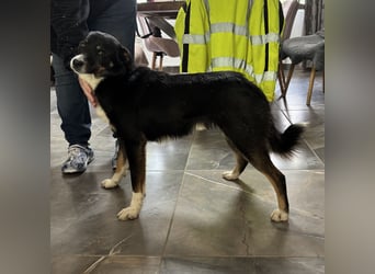Socke - absoluter Familienhund