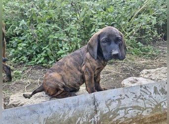 Hannoversche Schweißhunde