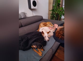 Joaozinho, Podengo-Mix, scheuer kleiner Bub