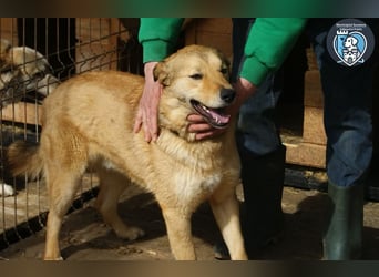 Kobi sucht ein Zuhause