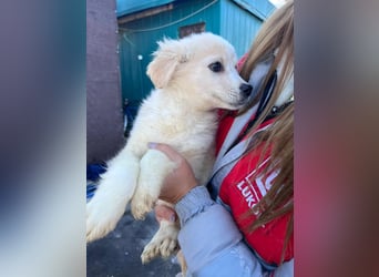 Zev - zuckersüßer Junghund sucht Zuhause