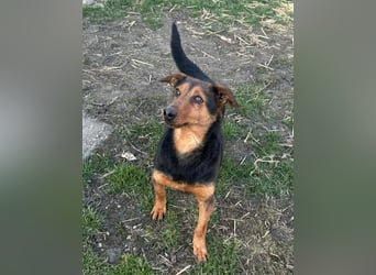 Frida, 10.05.2019 geboren, 31 cm sucht ihre Menschen