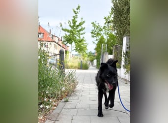 Freundlicher ELVIS möchte dich um seine hübschen Pfoten wickeln