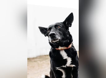 Wunderbarer Charly sucht seine Menschen