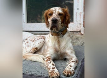 Lieber Setter ♥Luca♥ in 84513 Töging