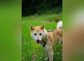 Takara