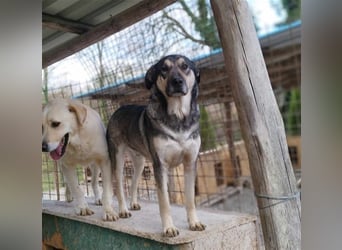 Silver - optisch und charakterlich ein Traum