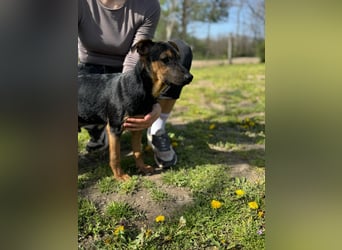 Dobby LM – kleiner Wirbelwind sucht seine Familie