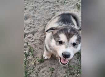 Welpen Alaska Malamute- Husky Mix