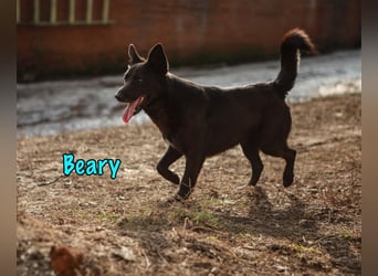 Beary geb. 01/2020 - sanfter und ruhiger kleiner Schatz sucht ruhiges Zuhause!