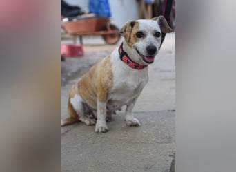 Tillie - bezaubernde, liebenswerte Dackel Mix Hündin
