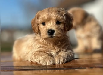 Rarität. Echte Teddybär Maltipoo Welpen in tollem Apricot abzugeben. Malteser/Pudel
