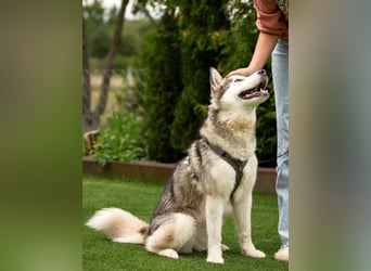 Wapaj - gut erzogener liebevoller Familienhund - Tierhilfe Franken e.V.