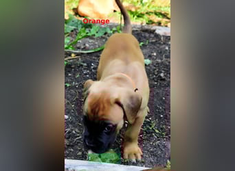 Boxer-Welpen von mehrmaligen Teilnehmern der Deutschen Meisterschaften!!!