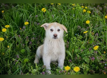 Welpe SCHNUGGI - das verspielte und fröhliche Hundekind freut sich auf seine eigene Familie