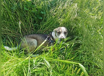 Bobby, menschenbezogen und lieb