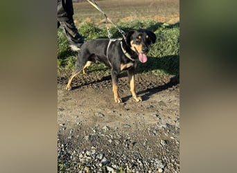 Anubis, fröhlicher Kerl sucht aktive Menschen
