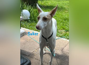 Suker geb. 03/2021 (in Deutschland) - freundlicher und verschmuster Podenco-Mix!