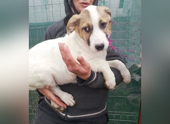 Ayla, Welpenmädchen möchte zu Dir kommen