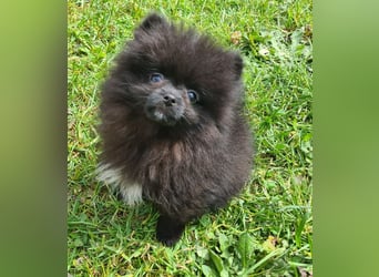 Unser sehr kleines Pomeranian Zwergspitz Mädel "Yulie" sucht Kuschelpartner