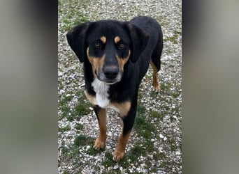 Orelle, geb. ca. 05/2024, lebt in GRIECHENLAND, auf einem Gelände, auf dem die Hunde notdürftig vers