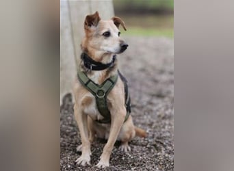 Rinky - sanfter Herzenshund sucht ein Happy End
