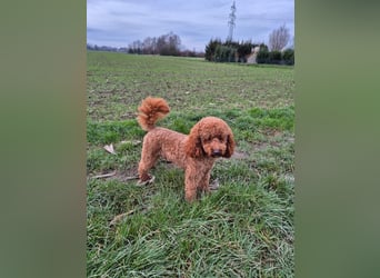 Shih Tzu - Pudelmischlingswelpen abzugeben