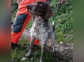 Jack - lebensfroher Drahthaarmix sucht sportliche Familie mit Herz und Hundeverstand