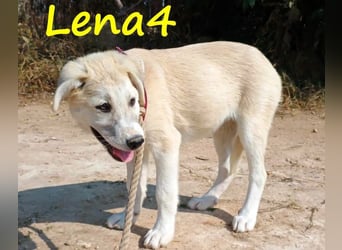 Lena4 geb. 03/2025 (GRC) - fröhliche und lustige Griechische Schäferhund Mix Welpin!