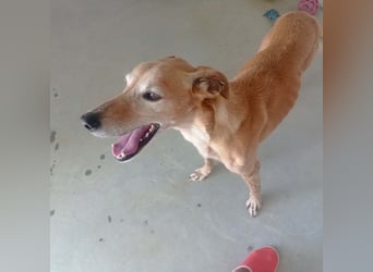 LOGAN-liebevoler,  freundlicher, menschenbezogener, traumhafter Familienhund sucht schönes  Zuhause