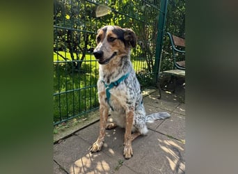 ♥LILLI♥ am 13.7. bei Tiere suchen ein Zuhause-so liebe, sanfte Seele mit dem besonderen Äußeren 55cm