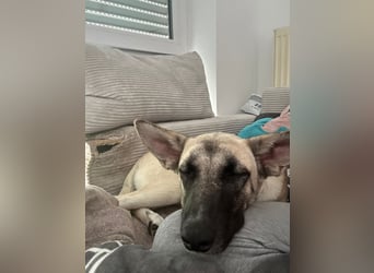 Skadi - in 50769 Köln auf Pflegestelle