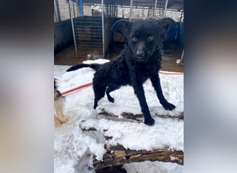 Freundlicher PANCHO ist ein liebevoller und allseits beliebter Traumhund