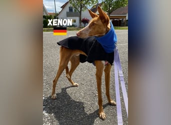 Xenon,geb.08/23,lieber Podenco sucht seine Familie,bereits in DE auf Pflegestelle in 86685 Huisheim