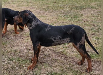 Louisiana Leopard - Catahoula