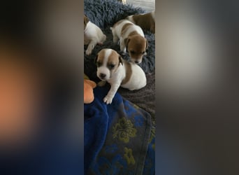Jack Russell Terrier Welpen