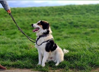 Charlie- ein liebevoller Kokoni-Mix sucht sein Zuhause
