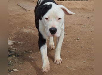 GASPAR