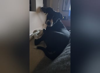 Welpe Kira sucht ihr Für-Immer-Zuhause ❤️