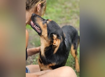 Dixie sucht eine liebe Familie!