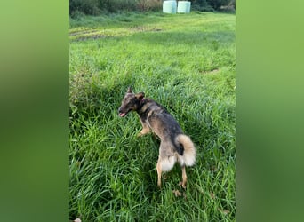 Liebevolle Hündin Ella sucht ein warmherziges Zuhause