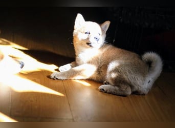 CIRI-schön und intelligent
