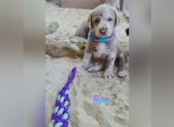Labrador Aussiedor Welpen aus liebevoller Zucht