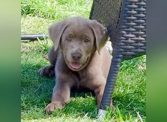 Typvolle Labrador Welpen in silver