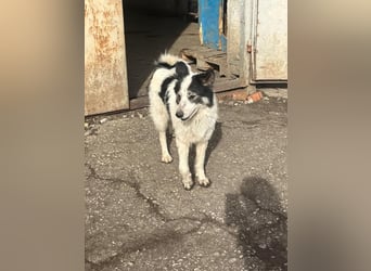 Ajuna, Husky-Collie Mix, verjagt und sich selbst überlassen