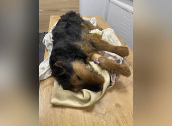 Tequila - ein verspielter und aktiver Terrierjunge