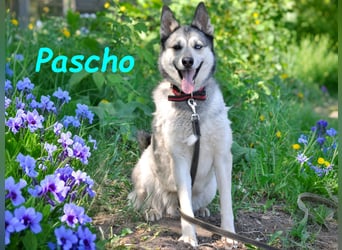 Pascho 03/2022 - energiegeladener und lernwilliger Husky (Mix) sucht sportliche Rasseliebhaber!