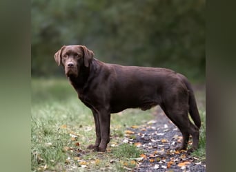 Labrador Welpe (Hündin) sucht ihr Traumzuhause