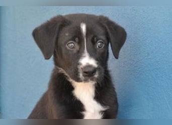 Der kleine Oreo braucht ein liebevolles Zuhause